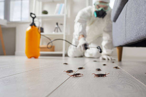 Post-Treatment Bed Bug Interceptor Monitoring in Lake Helen